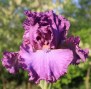 russian violet
